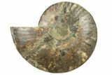 Cut & Polished Ammonite Fossil (Half) - Madagascar #223209-1